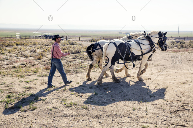 USA, Nevada, Wells, - September 20, 2014:  cowboy and wrangler Clay Nannini prepares for a Horse-Drawn Wagon Ride at Mustang Monument, A sustainable luxury eco friendly resort and preserve for wild horses, Saving America's Mustangs Foundation