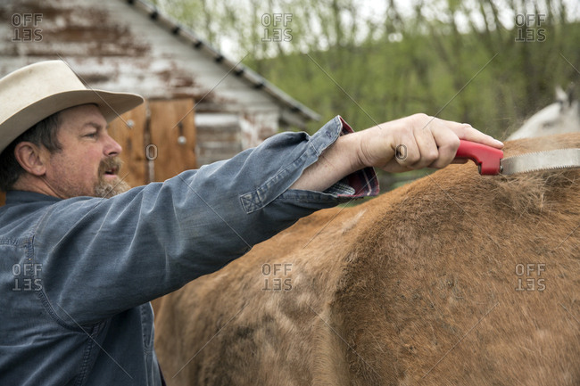 USA, Oregon,  - May 15, 2015: Enterprise, Cowboy and Rancher Todd Nash brushes and puts the pack saddle on his mule at the Snyder Ranch for a cattle drive in Northeast Oregon