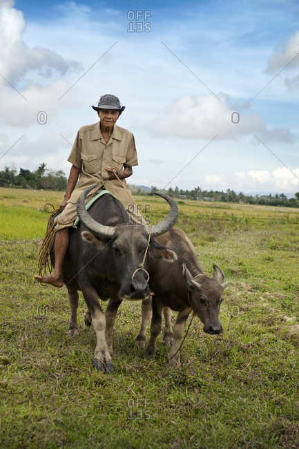 PHILIPPINES, Palawan, Barangay, - February 9, 2011:  Abongan village in the district of Barangay, an elder farmer Ingo Barreto rides his buffalo
