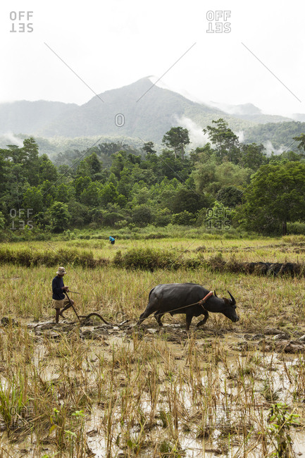 PHILIPPINES, Palawan, Sabang,  - February 8, 2011: an elder farmer works the fields with his caribou in front of Bloomfield Mountain which is part of the Marble Mountains