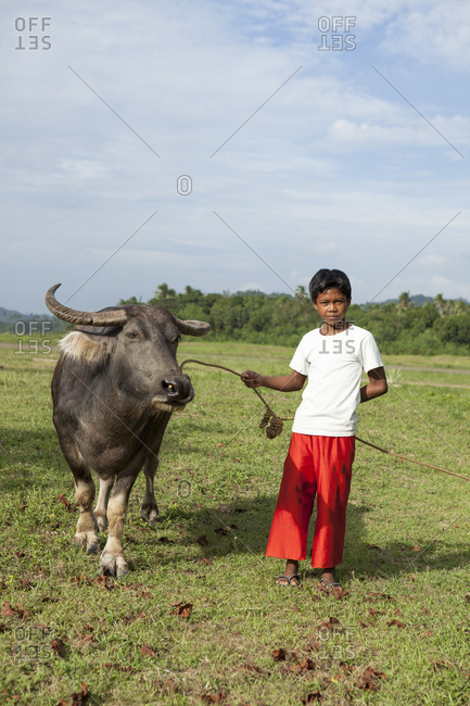 PHILIPPINES, Palawan, El Nido, - February 13, 2011:  farm boy with his buffalo in the town of El Nido near the airport