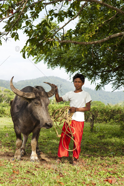 PHILIPPINES, Palawan, El Nido, - February 13, 2011:  farm boy with his buffalo in the town of El Nido near the airport