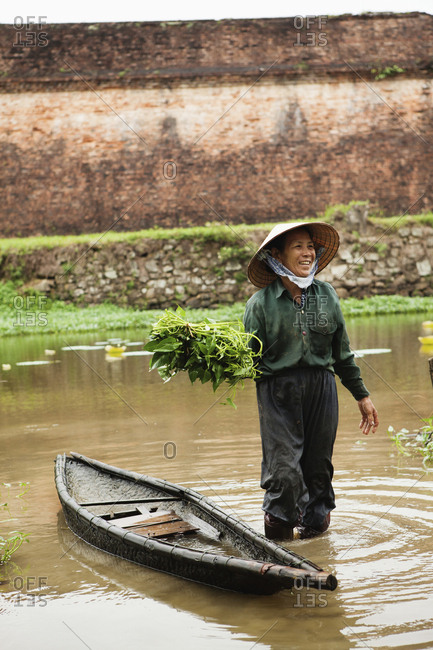 VIETNAM, Hue,  - April 16, 2010: Nguyen Thi Ngan picks a leafy green vegetable called rau muong in the Citadel canal