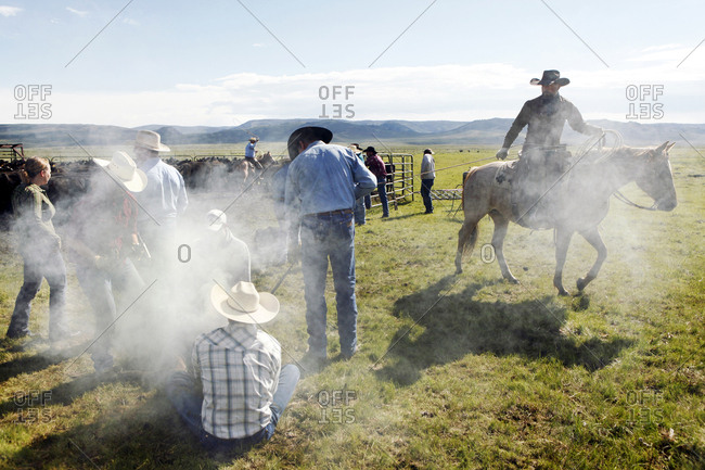 USA, Wyoming, - June 23, 2011:  Encampment, cowboys brand cattle at Big Creek Ranch