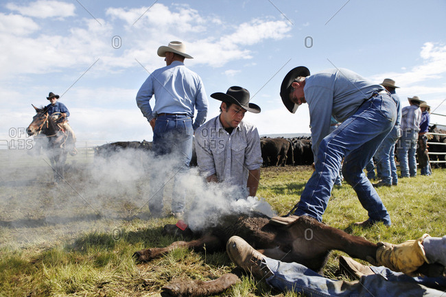 USA, Wyoming, - June 23, 2011:  Encampment, cowboys brand cattle at Big Creek Ranch