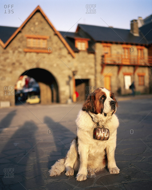 ARGENTINA, Bariloche,  - August 11, 2010: close-up of dog sitting on street