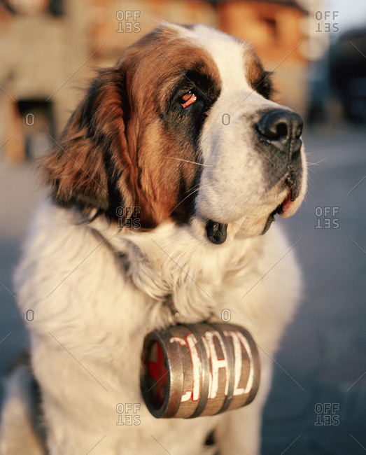 ARGENTINA, Bariloche,  - August 11, 2010: close-up of dog sitting