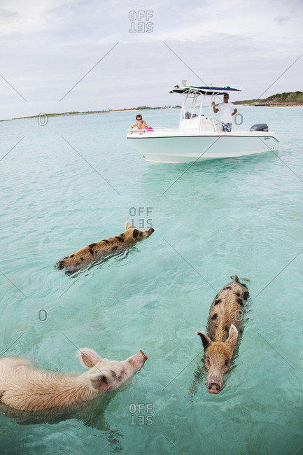 EXUMA, Bahamas. - October 26, 2011:  Swimming pigs at Big Major Cay.