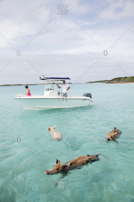 EXUMA, Bahamas. - October 26, 2011:  Swimming pigs at Big Major Cay.