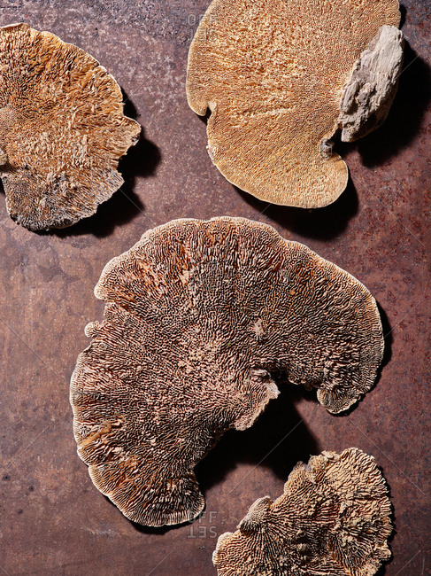 Fungus mushroom on brown background
