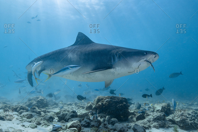 Feeding Frenzy Stock Photos Offset