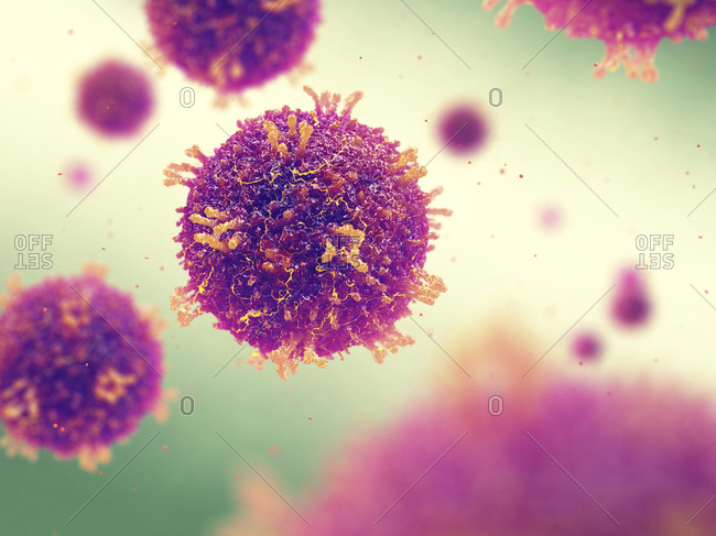 Measles morbilliviruses, illustration. Measles also known as morbilli and rubeola is a highly contagious viral infection.