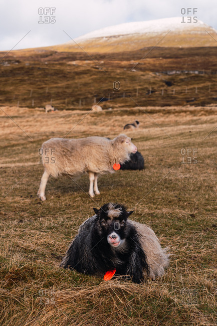 Herd of woolly Faroe sheep grazing on pasture with dry grass on cloudy day in countryside
