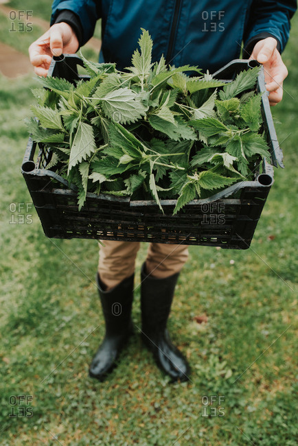 Person wearing rain boots holding basket of fresh picked leafy greens