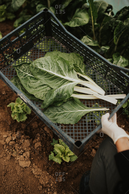 Person in a greenhouse picking green leafy vegetables