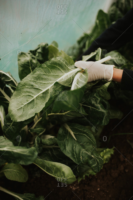 Person in a greenhouse harvesting green leafy vegetables