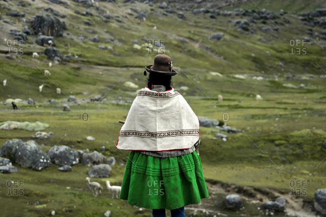 Rear view of an Aymara woman overlooking green pasture with alpacas