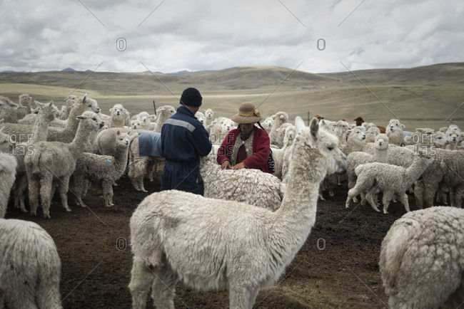 Peru - November 8, 2018: Farmers taking care of their alpacas at Peruvian highlands