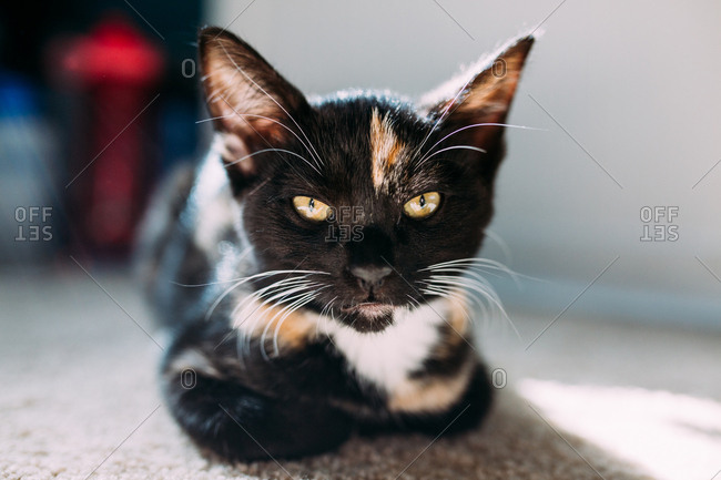 Close up of a kitten laying down looking at camera