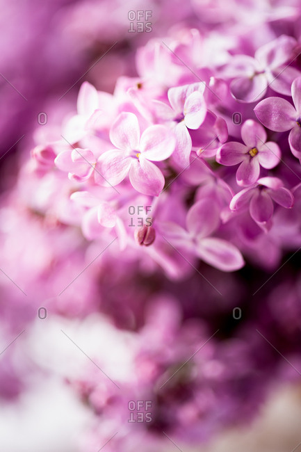 Purple lilacs close up