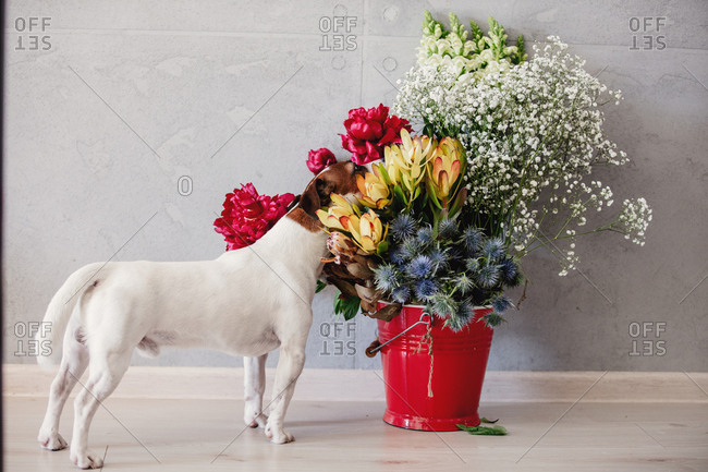 Young jack russell terrier dog near bucket with flowers.
