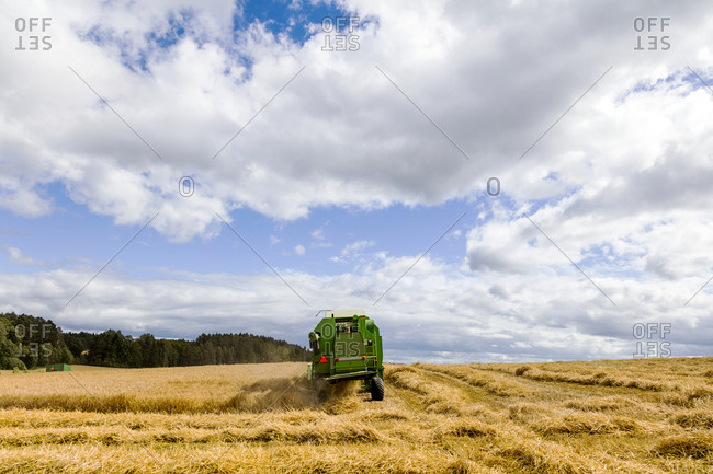 Harvesting wheat