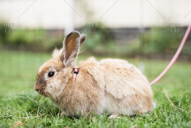 Rabbit on leash