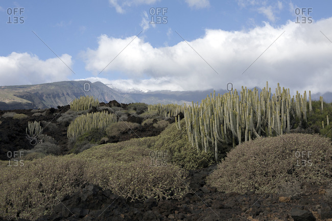 Spain- Tenerife- Malpais de Guimar- cacti growing in volcanic landscape