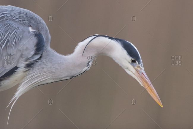 Portrait of a beautiful grey heron