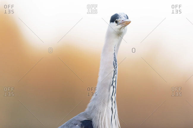 Front view portrait of a grey heron