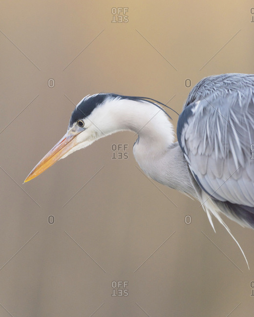 A beautiful grey heron