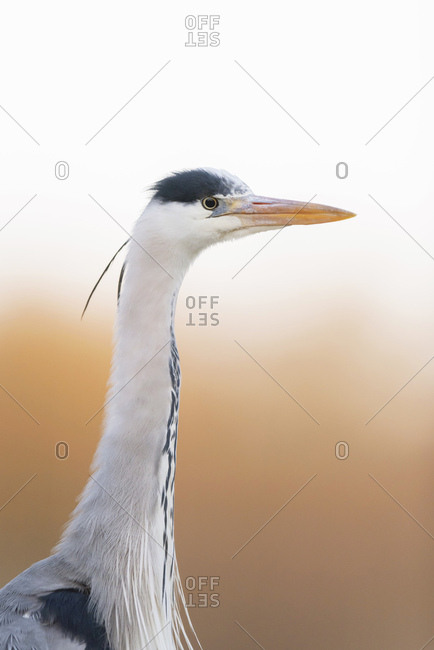 Profile portrait of a beautiful grey heron