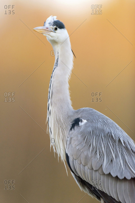 Close up of a grey heron