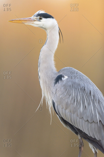 Close up of a grey heron looking away