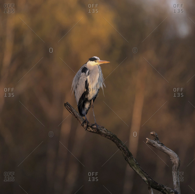 Grey heron perched on a branch