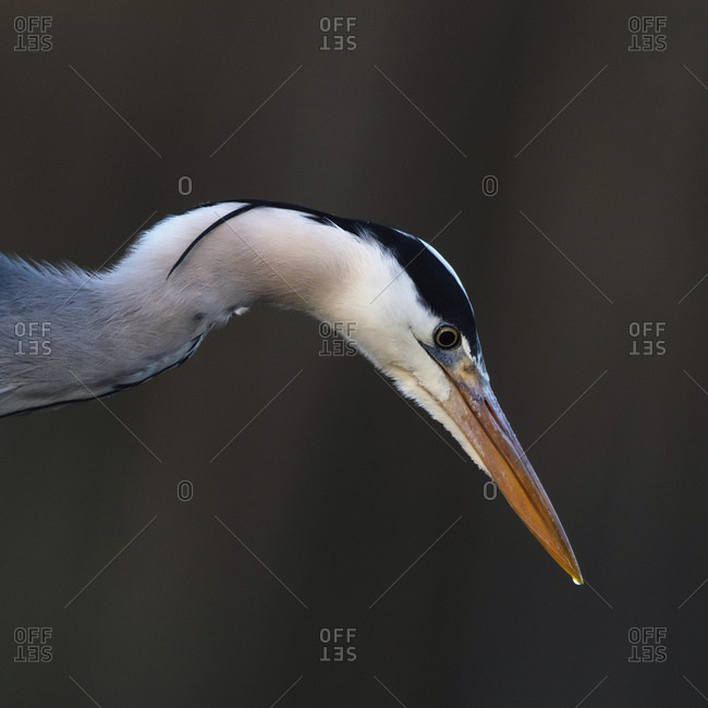 Close up profile of a grey heron
