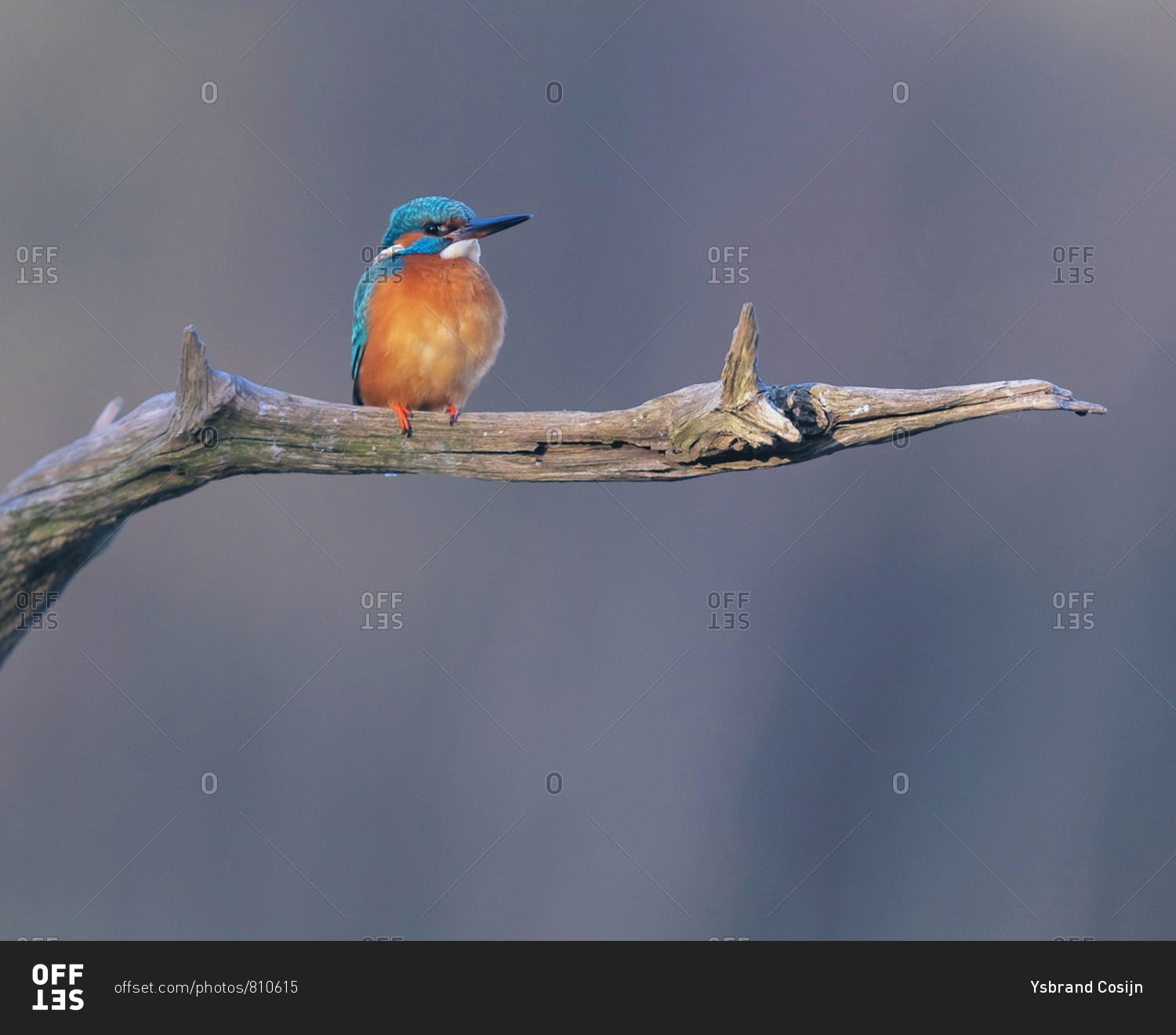 Kingfisher bird perched on a tree branch
