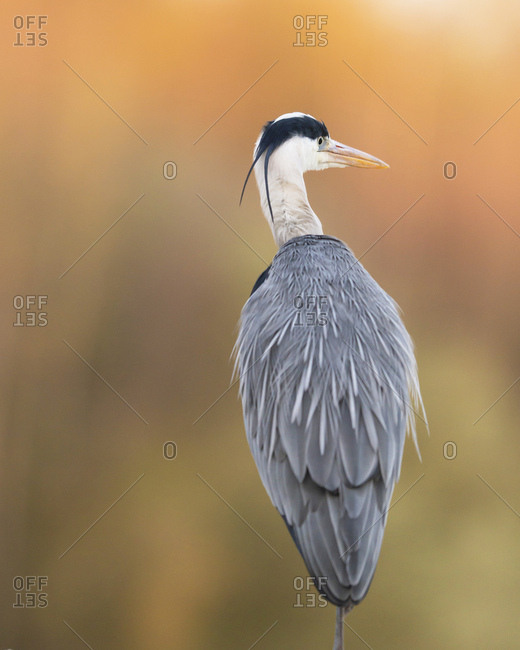 Rear view portrait of a beautiful grey heron