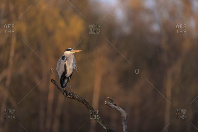 Grey heron perched on a tree branch