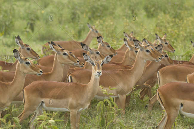 Herd of female impalas in Kenya