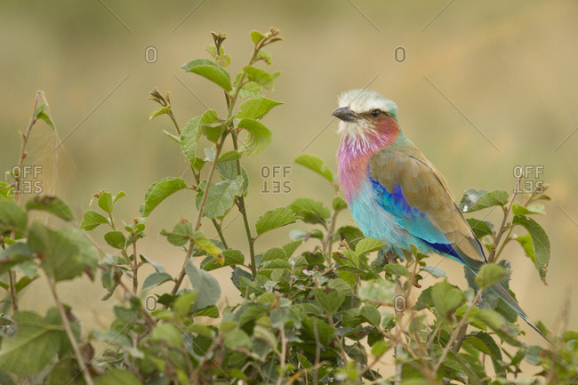 Lilac-breasted roller from the Offset Collection