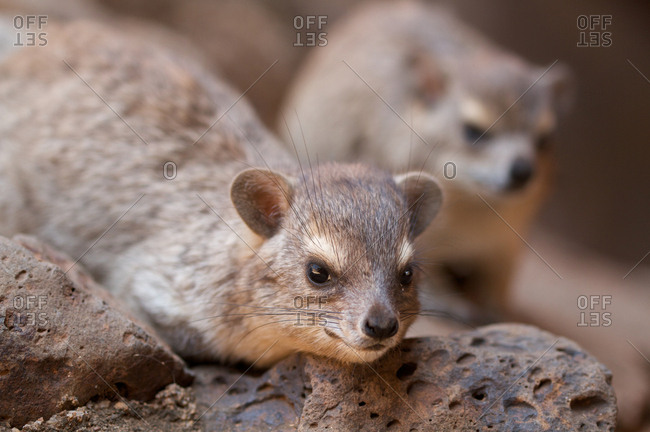Close up of rock hyrax