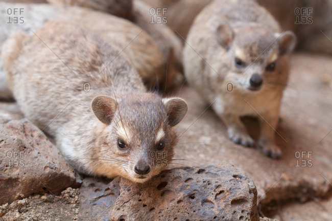 Rock hyrax from the Offset Collection