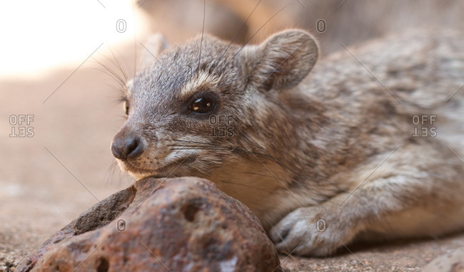 Portrait of a rock hyrax