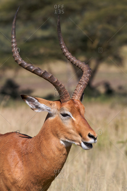 Male impala from the Offset Collection