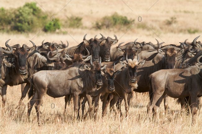 Black wildebeest herd