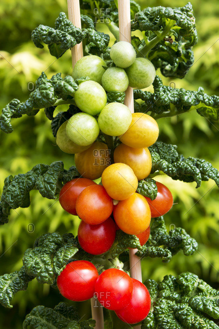 Cherry tomato plant with ripe and unripe fruits