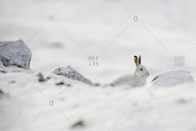 UK- Scotland- Mountain hare in snow