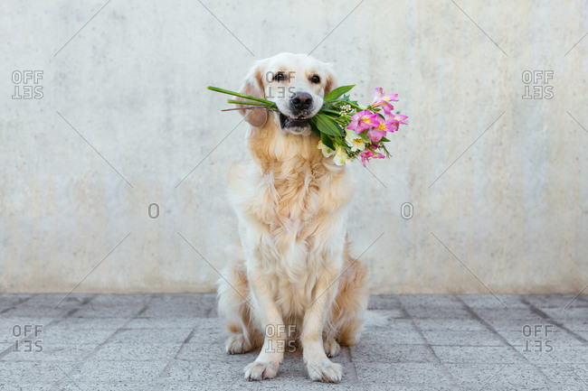Golden Retriever dog carrying a bouquet of flowers.