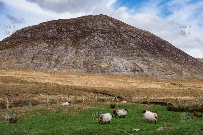 sheep in Ireland
